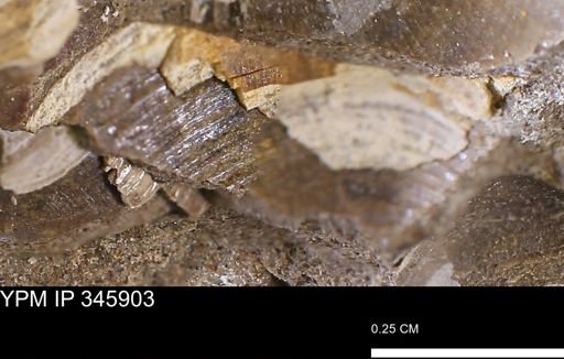 undet. Bivalvia