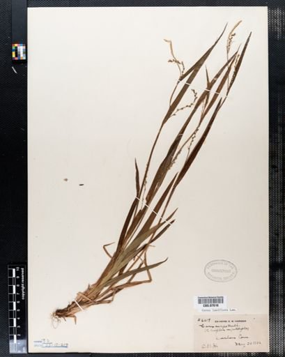 Carex laxiflora