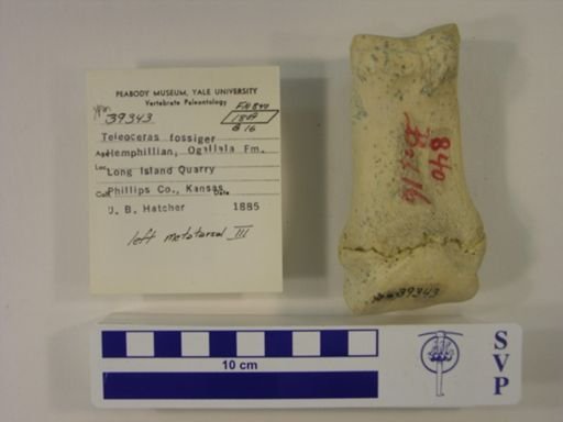 Teleoceras fossiger