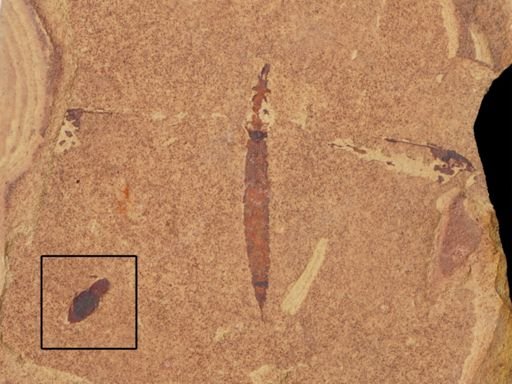 undet. Coleoptera