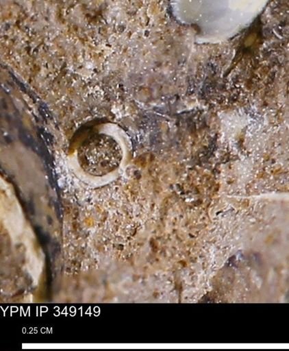 undet. Scaphopoda