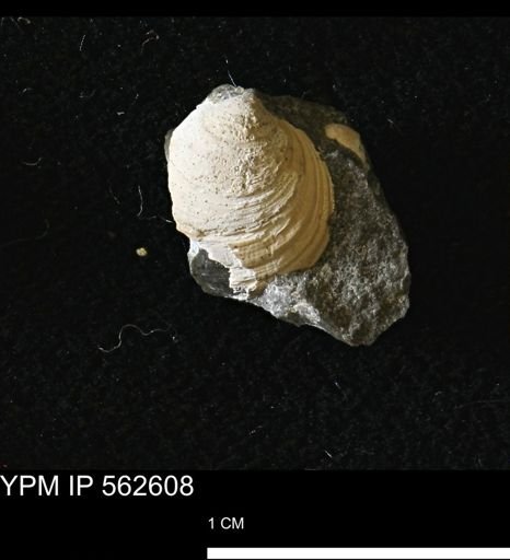 Limopsis striatopunctatus