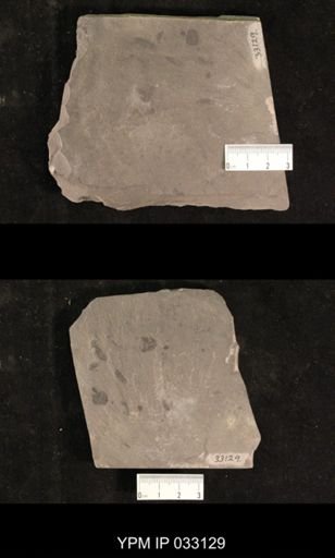 Mormolucoides articulatus