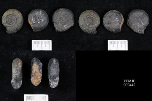 Tropigastrites louderbacki