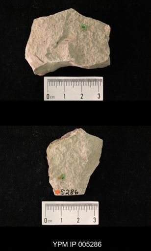 Artinska gracilus simplex