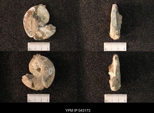 Hoploscaphites nicolletii