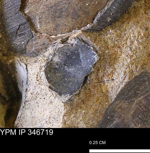 undet. Mollusca