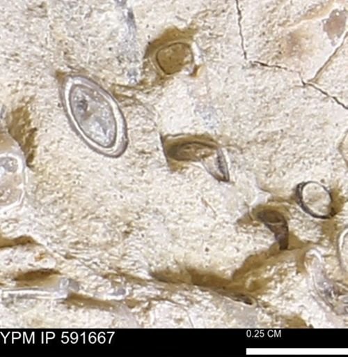 Serpulidae