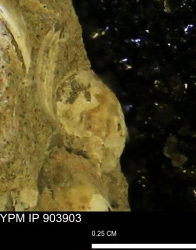 Corbulamella?