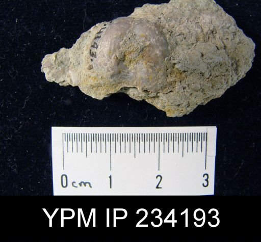 Marginifera wabashensis