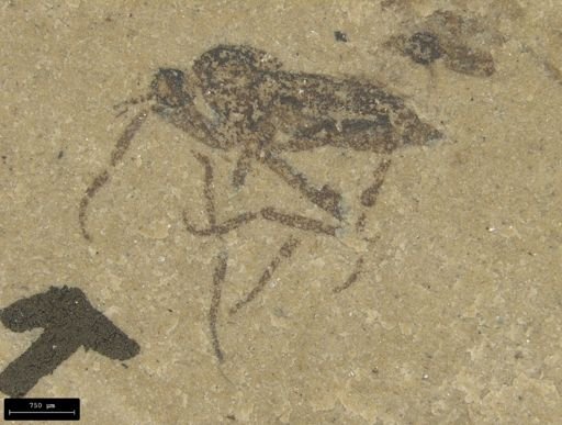 undet. Diptera