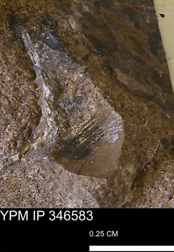 Limopsis striatopunctatus