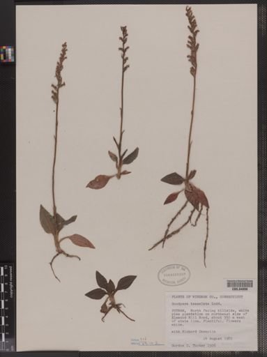 Goodyera tesselata