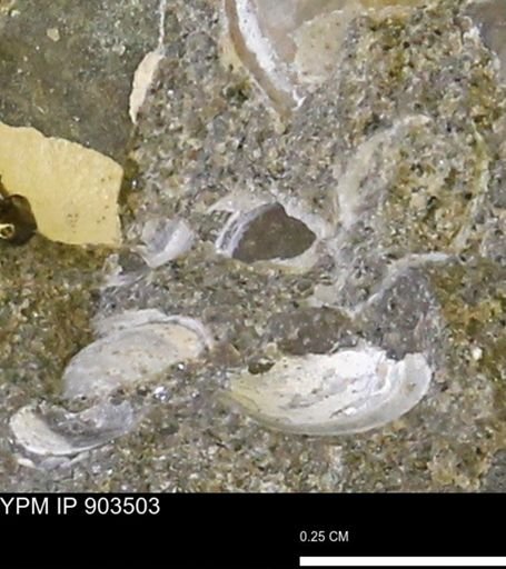 undet. Bivalvia