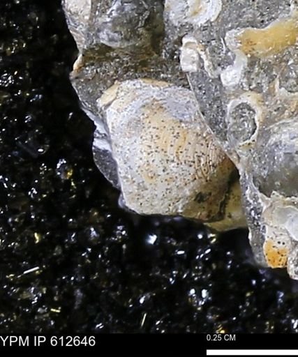 Protocardia sp.