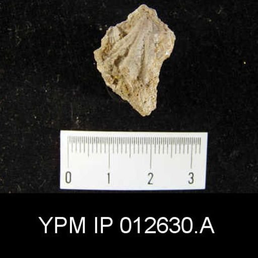 Camarophoria venusta