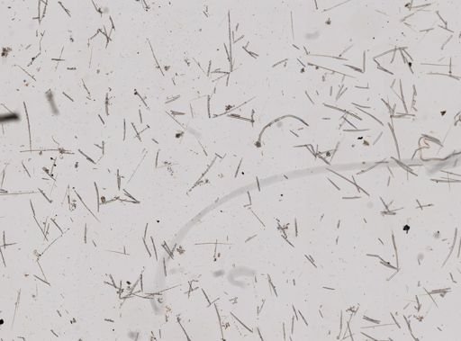 Clathria coralloides