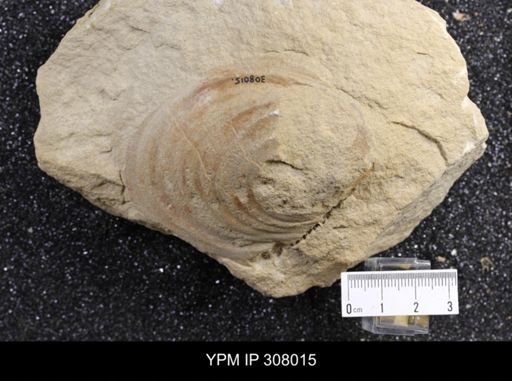 Inoceramus sp.