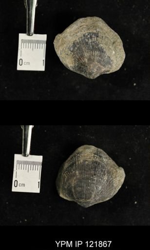undet. Atrypidae