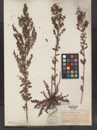 Lechea villosa