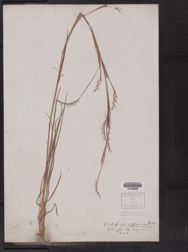 Andropogon scoparius