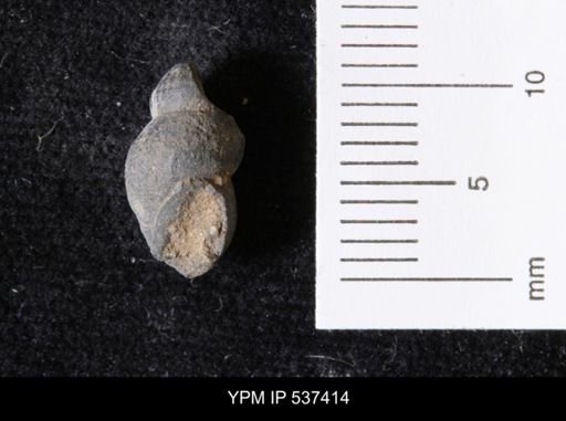 Goniobasis ortmanni