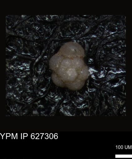 undet. Foraminiferida