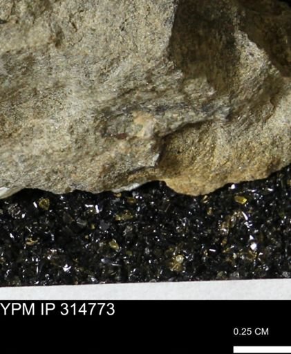 undet. Mollusca