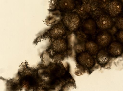 Spongilla fragilis