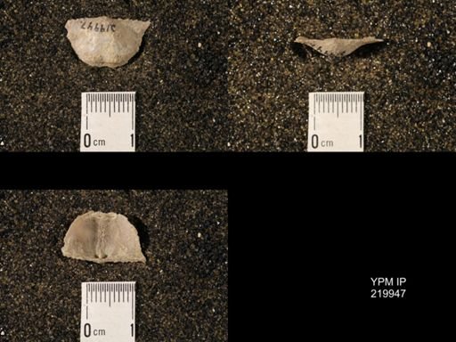 Chonetina flemingi var. alata
