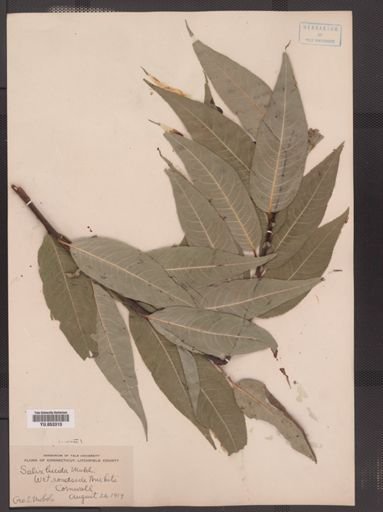 Salix lucida