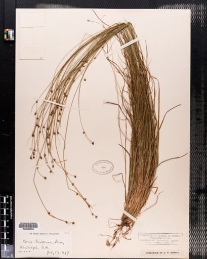 Carex trisperma