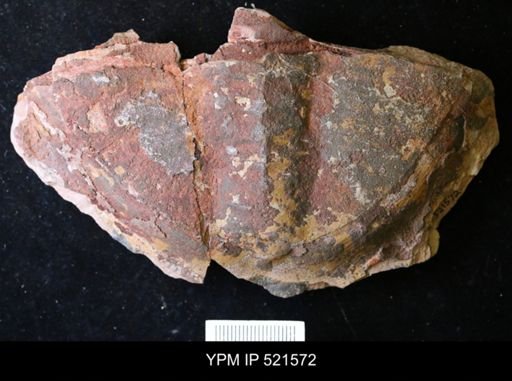 undet. Asaphidae