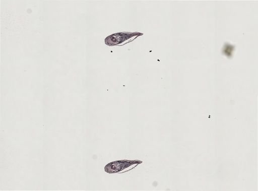 Plagiostomum stellatum