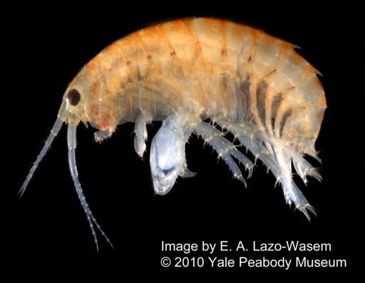 Hyalella azteca