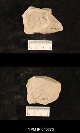 Grylloblattida