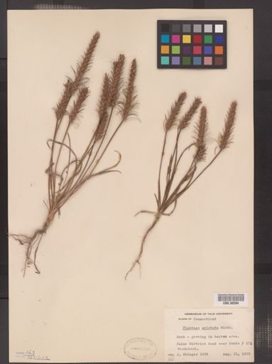 Plantago aristata