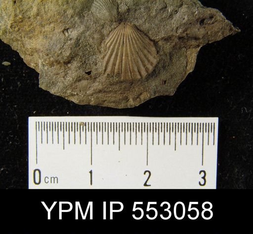Camarotoechia sp.