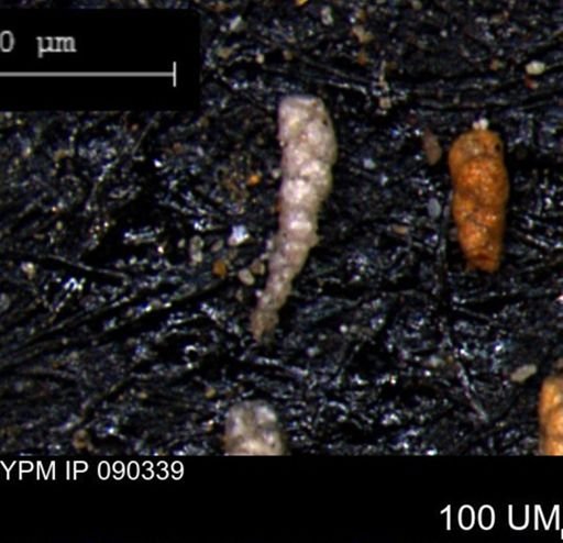 Verneuilinoides kansasensis