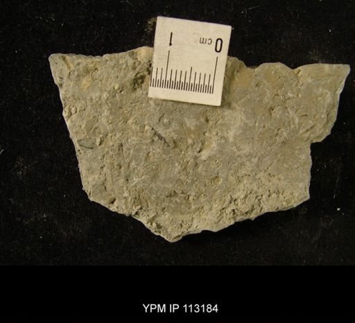 Mastigograptus tenuiramosus