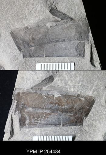 Eurypterida