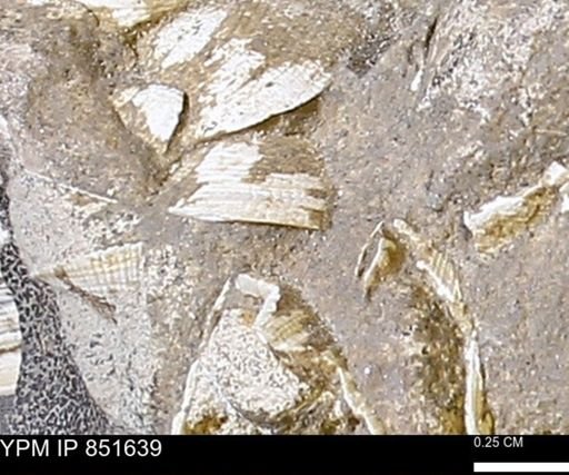 Limopsis striatopunctatus