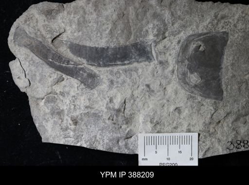 Eurypterus lacustris