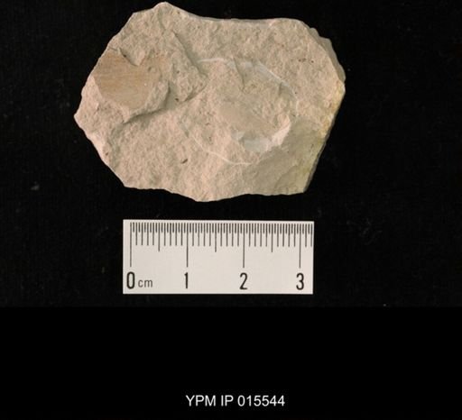 Probnis speciosa