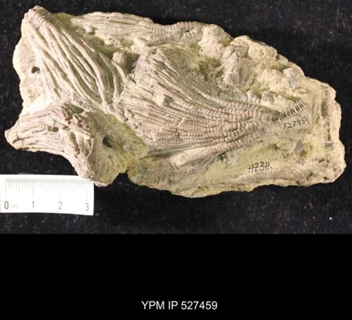 Iocrinus subcrassus