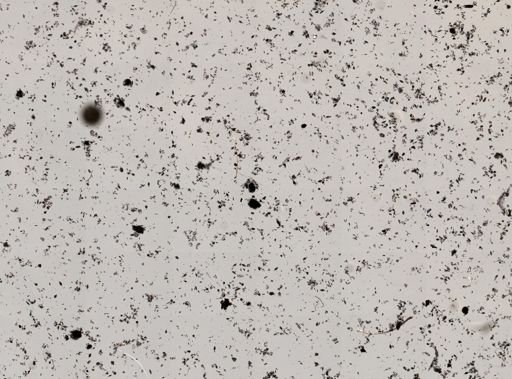 Menoidium incurvum