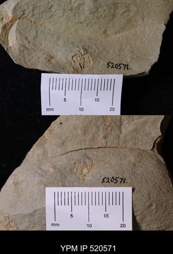 Chauvelicystis sp.