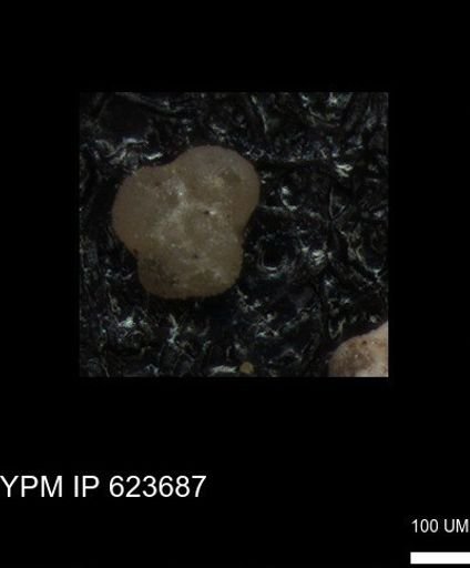 undet. Foraminiferida