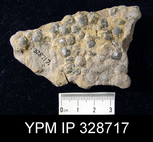 Devonochonetes sp.