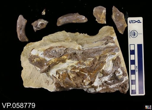 Platecarpus